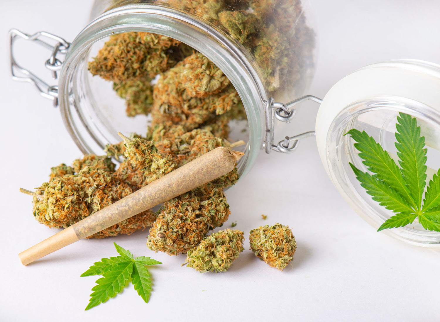 homegrown tobacco vs commercial tobacco Native homegrown tobacco vs commercial tobacco Native
