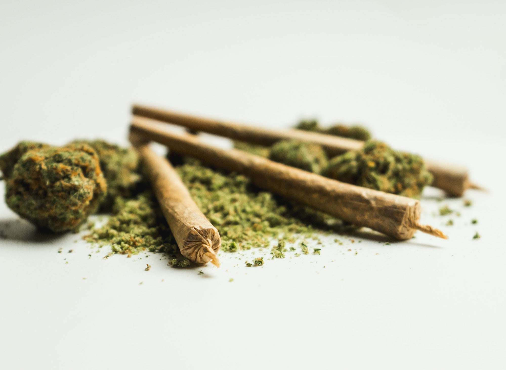Two green leaves and a dried green bud on a light green background